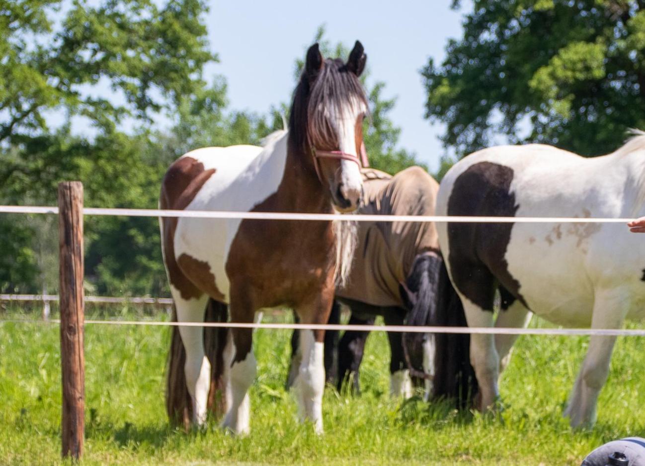 Magnolia Hoeve - Unieke Bestemming Voor Paardenliefhebbers En Bijzondere Overnachtingen In De Natuur Ledeacker Exterior foto