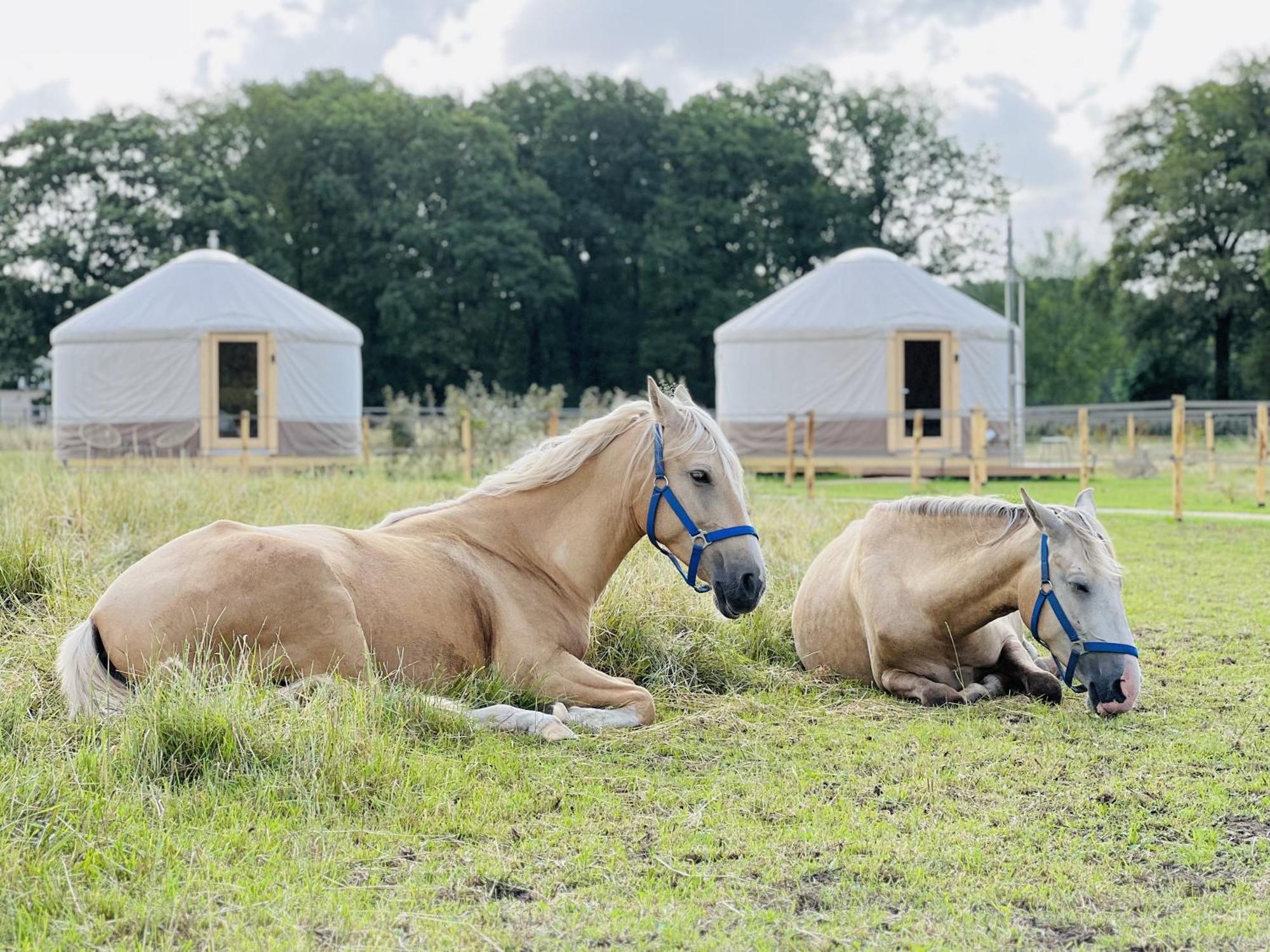 Magnolia Hoeve - Unieke Bestemming Voor Paardenliefhebbers En Bijzondere Overnachtingen In De Natuur Ledeacker Exterior foto